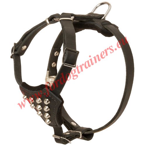 Leather Harness Fashion Item