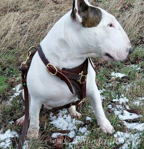 Leatehr Dog Lead for English Bullterrier