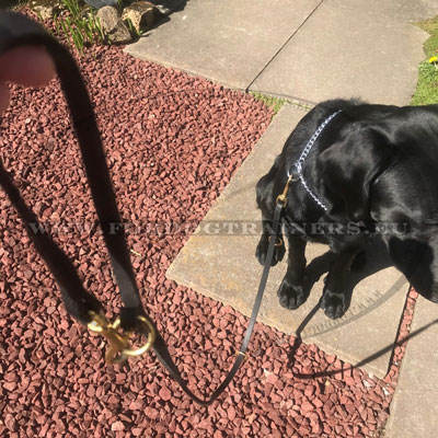 Leather Dog Lead with O Ring Leahes Collection