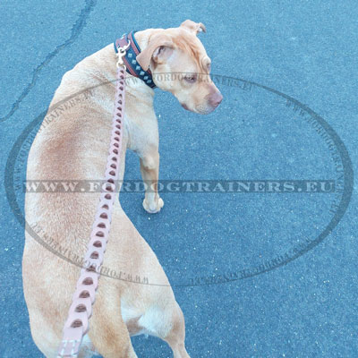 Braided Dog Lead for Molossers Amstaff