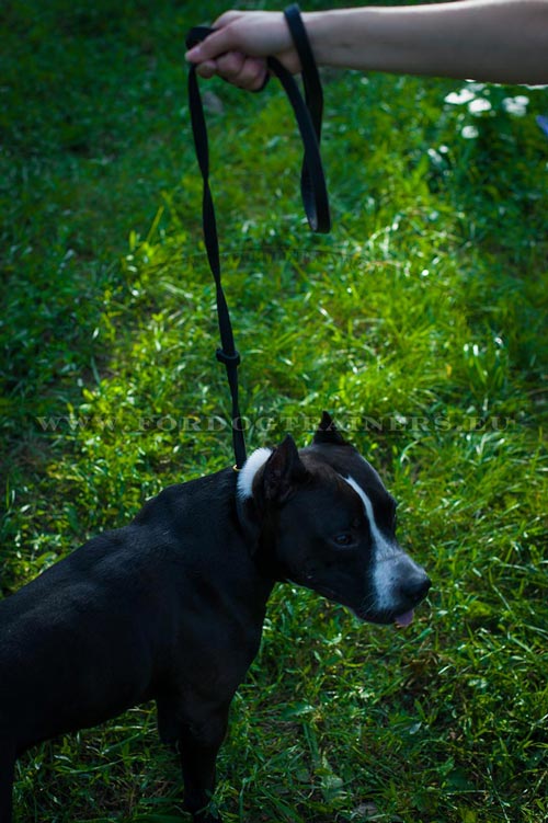 Adjustable Choking Collar and Leash