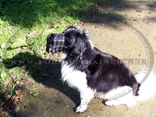 Padded Leather Muzzle for Dog