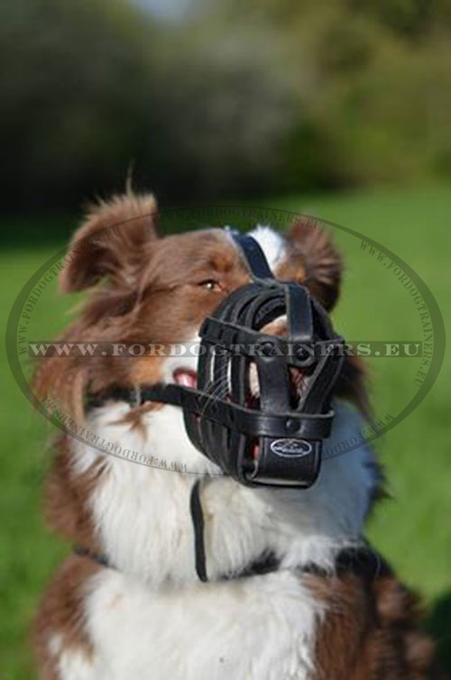 Leather Dog Muzzle Made of Straps