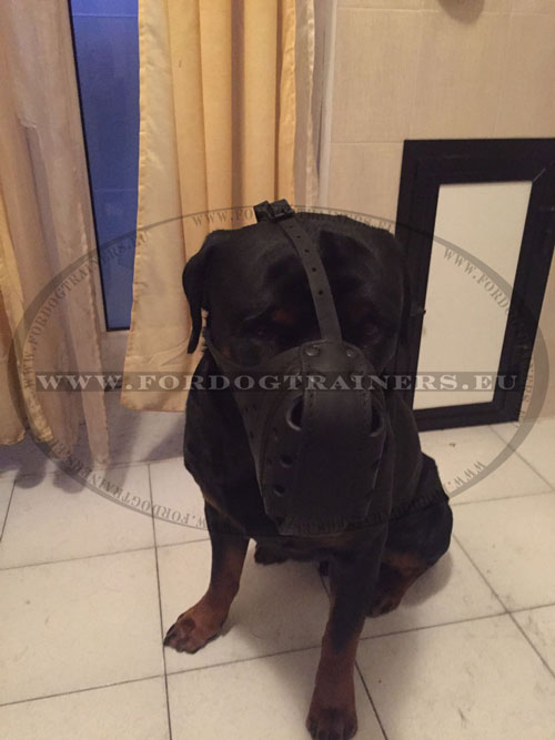 Geschlossener Ledermaulkorb fr Rottweiler