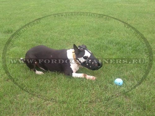 Padded Leather Muzzle for Dog Training and Walking