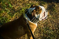 Collier pour Bouledogue anglais | Collier impressionnant⚜