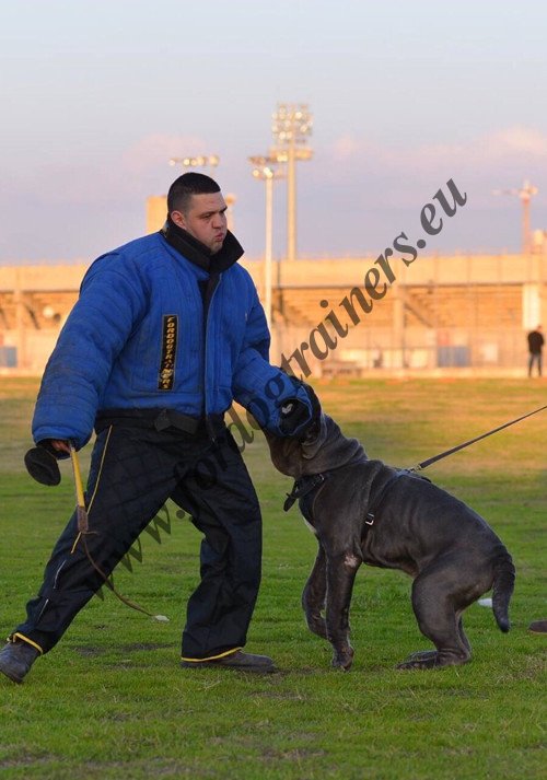 Leather Harness for Mastino Training