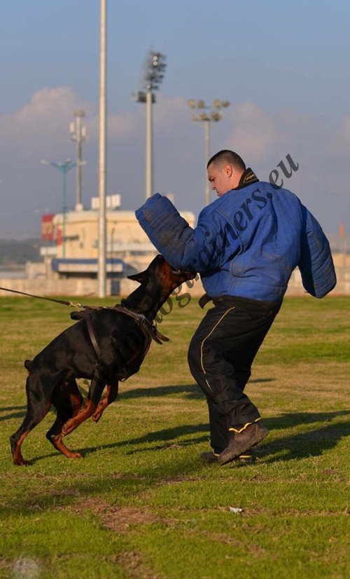 Attack and Protection Dog Harness