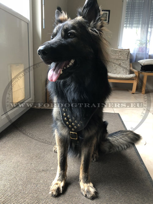 German Shepherd Leather Studded Harness