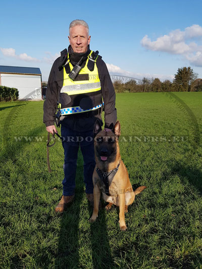 Leather Harness for Belgian Malinois for Agitation Work