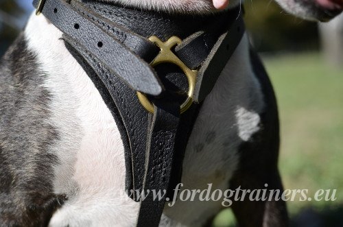 Excellent Dog Harness for Bull Terrier