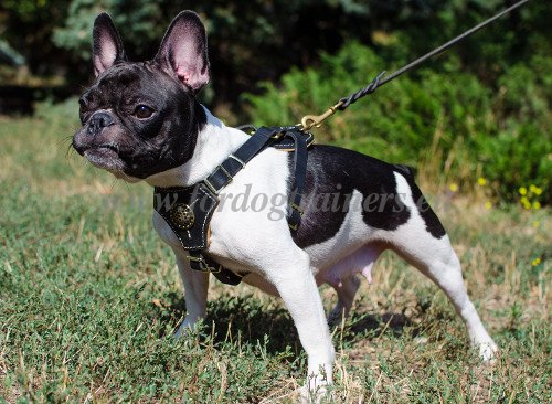Padded Dog Harness for Small Dogs Leather