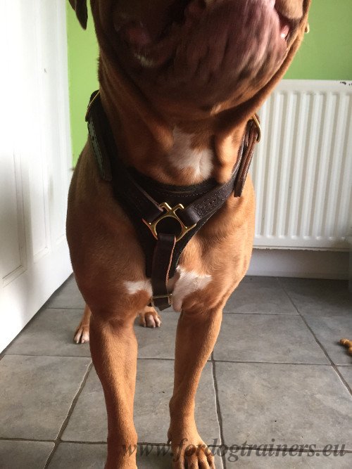 Leather Harness with Brass Hardware