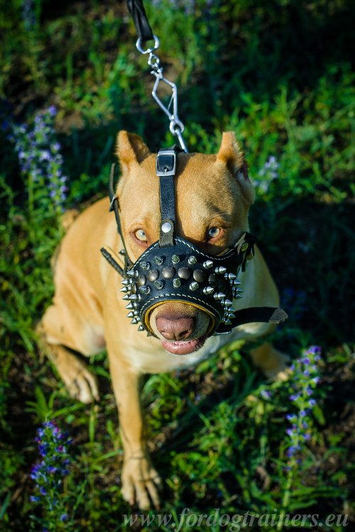 Staffy Muzzle