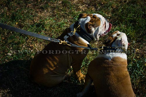 Braided Leather Dog Coupler