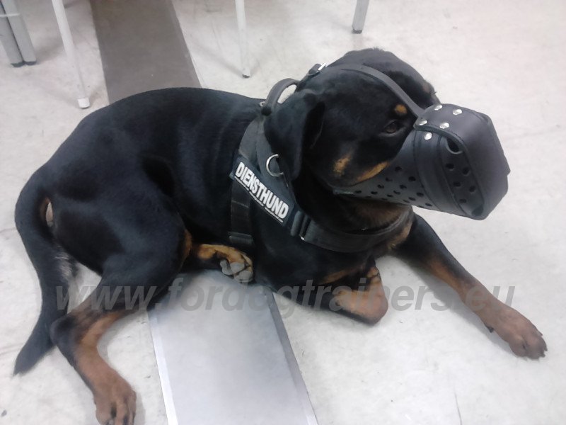 Muselière de frappe grillagée pour chien rottweiler «Attaque»