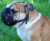 English Bulldog Everyday Light Weight Ventilation Dog Muzzle [M41##1057 Museruola in pelle naturale per Bulldog inglese]