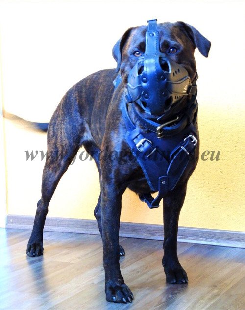 Durable Leather Dog Muzzle Closed