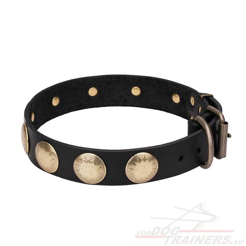 Stunning Leather Collar for Dog Training