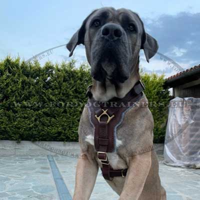 Strong Dog Harness for Big Dogs Cane Corso