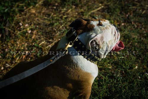 halsband hond messing spikes