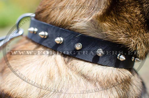 Comfortable Malinois Collar