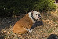 Englische Bulldogge ledernes Halsband mit Spikes