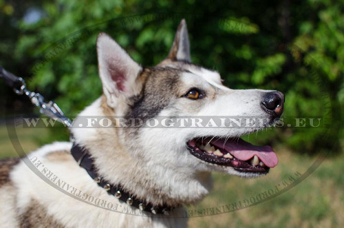 Wide Dog Collar with Spikes