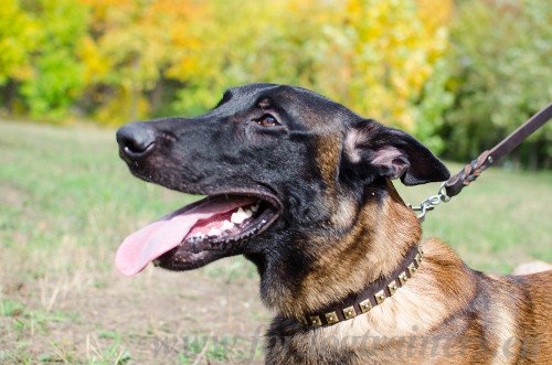 Custom Studded Collar for Malinois