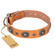 Tan Studded Collar for Dogs
