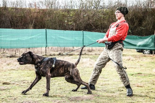 Resistant Molosser Leather Harness