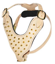Walking leather dog harnesses with gold spikes Walking leather dog harnesses with gold spikes