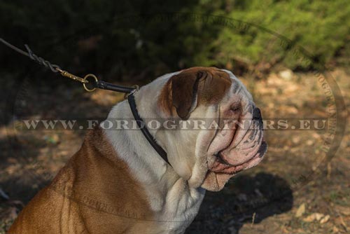 englische Bulldogge Erziehungshalsband