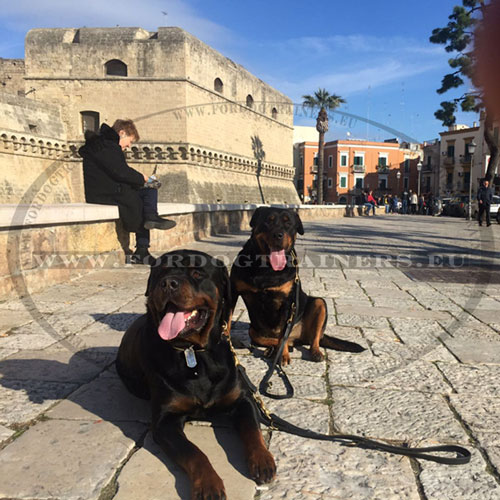 multifunctionele lederen leibanden voor honden