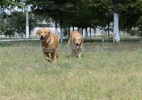 Wie lernt man Apportieren? Dog harness, Dog muzzle, Dog collar, dog