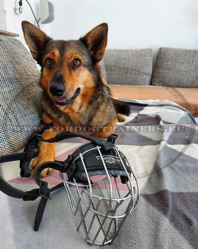 Basket Muzzle for DailyUse Medium Dog