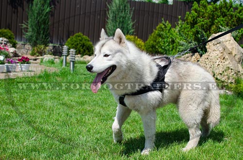 Adjustable Nylon Harness for Husky