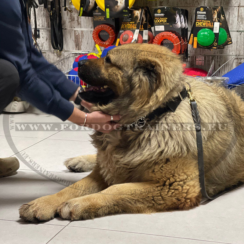 Harnais en y pour grand chien Dogue du Tibet