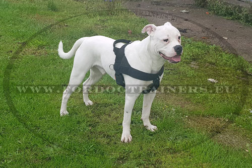 Geschirr mit Logos fr Amerikanische
Bulldogge