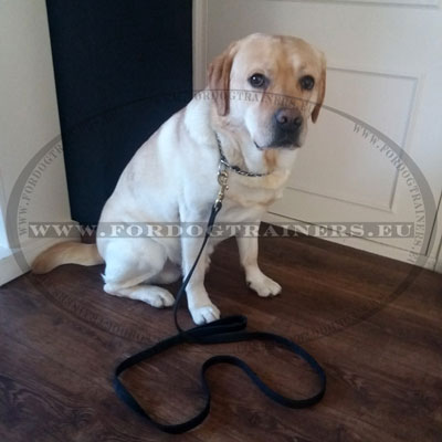 5 ft Leather Dog Lead for Labrador