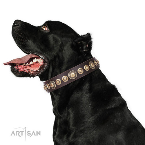 Luxurous Leather Collar for Big Dog