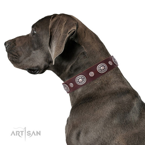 Unique Collar for Dogs Embellished with Studs
