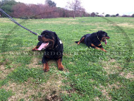 Dog Leash for Training | Leash Three Positions of Adjustment
