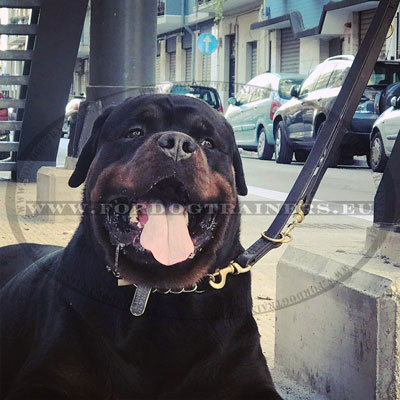 Designer Leather Dog Leash for Big Rottweiler