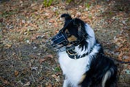 Spikes Hundehalsband aus Leder fuer Collie