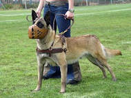 German Shepherd Tracking /Pulling/Walking Leather Dog Harness