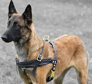 Deutscher Schäferhund Such-/ Zug- /Lauf-Hundegeschirr aus Leder [H5###1057 Pettorina in cuoio da traino e sport per Malinois]