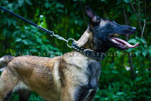 Malinois Spiked Collar C444