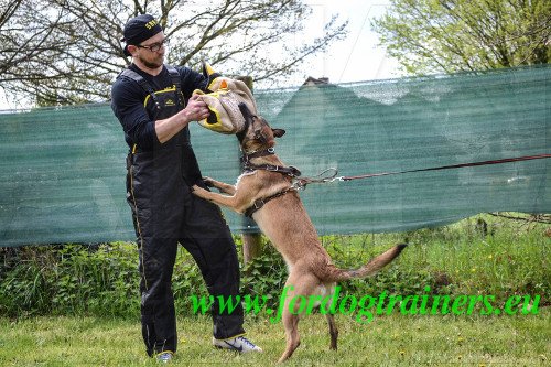 Veilig Hond Training Scratch Broeken