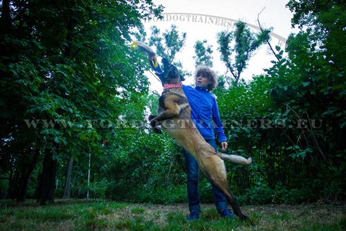 Jute Bite Tug for Malinois Training